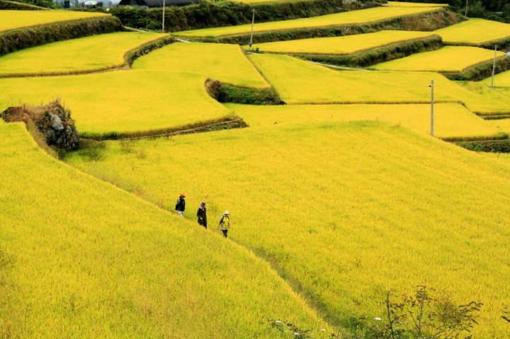 세잎클로버 이미지