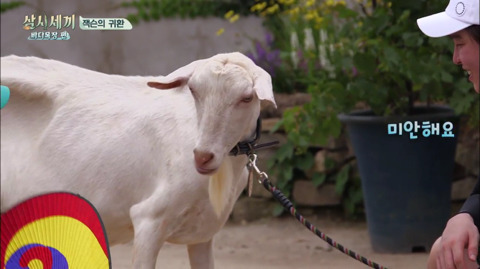 [삼시세끼] 처음 본 잭슨 때문에 놀라서 귱집사 팔 꼬옥 붙드는 고양이 쿵이.gif | 인스티즈