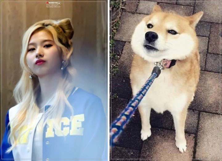 댕댕이닮은 사나 모음 | 인스티즈