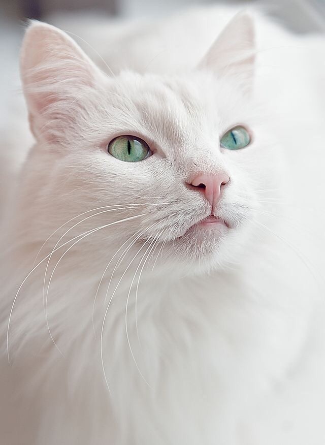 개와 고양이.jpg | 인스티즈