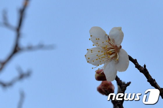 봄 소식 전하는 매화 | 인스티즈