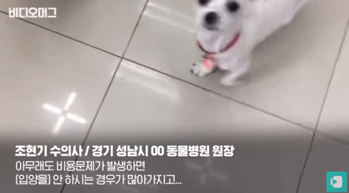 폭염 속 버려진 똘똘이가 모니로 개명한 사연 | 인스티즈