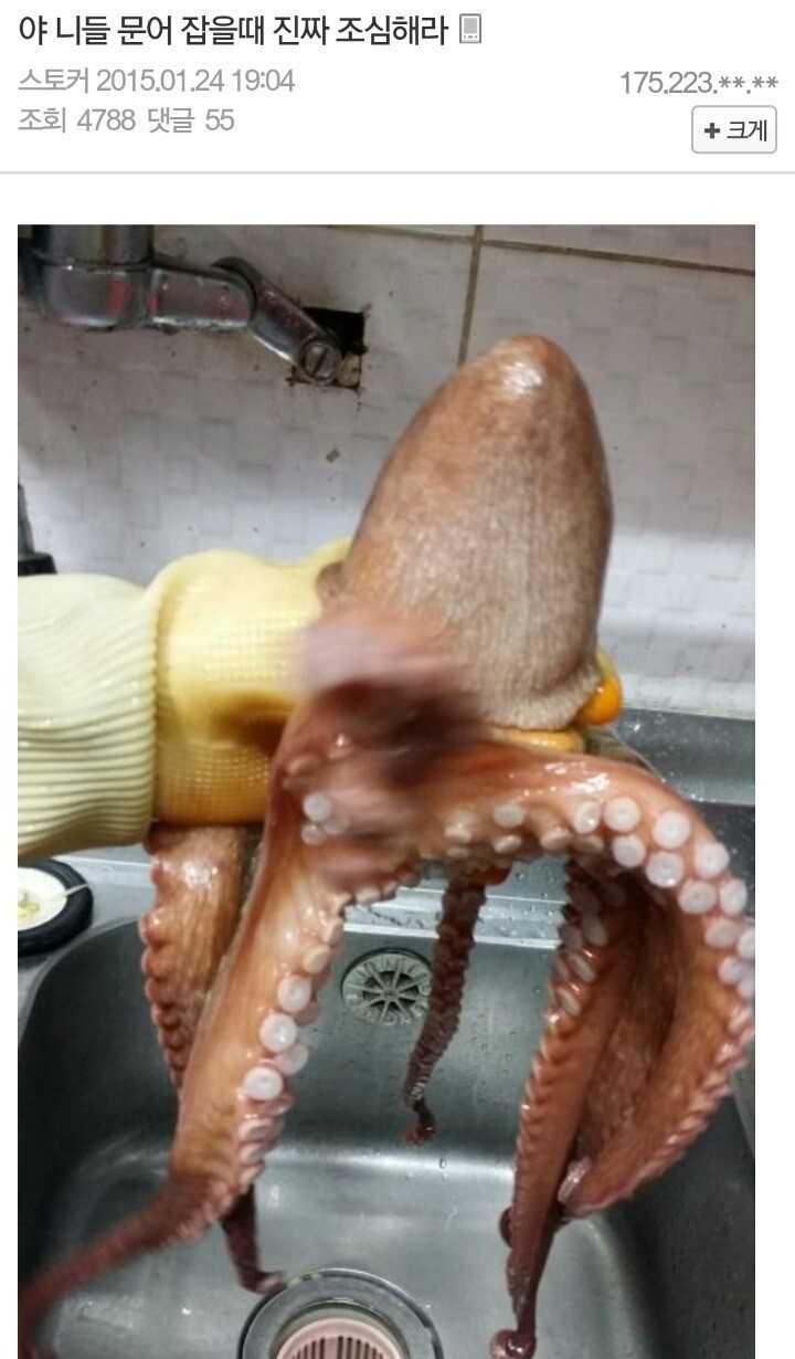 문어 잡을때 조심해야하는 이유 | 인스티즈