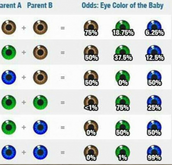 엄마의 눈 색깔과 아빠의 눈 색깔로 보는 아이의 눈 색깔 확률.jpg | 인스티즈