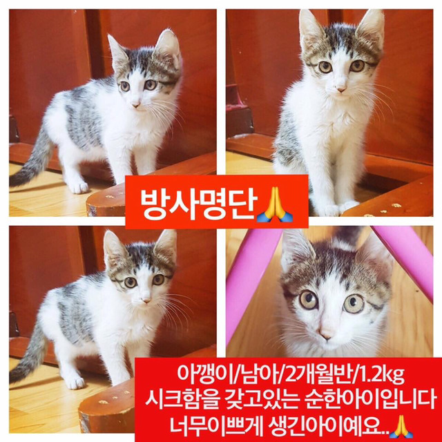 안락사명단 19마리 강아지 고양이 보고가줘..ㅠㅠ | 인스티즈