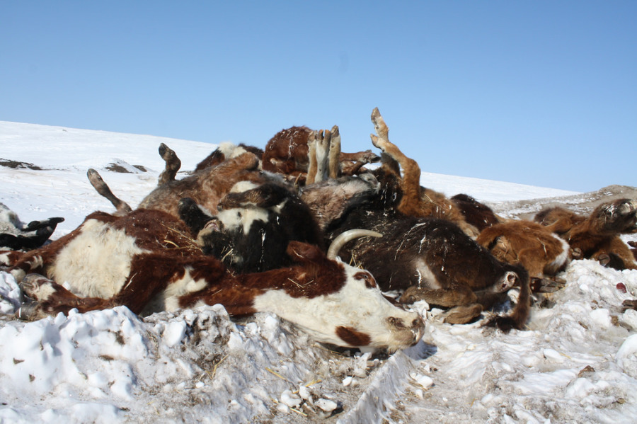 혹독한 추위에 죽은 동물들..jpg | 인스티즈