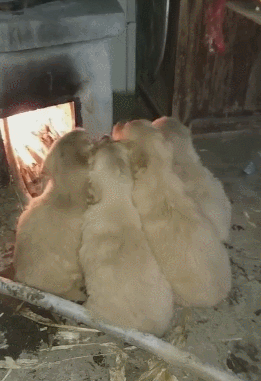 아침은 쟉고 귀여운 동물 칭구들로 시작 | 인스티즈