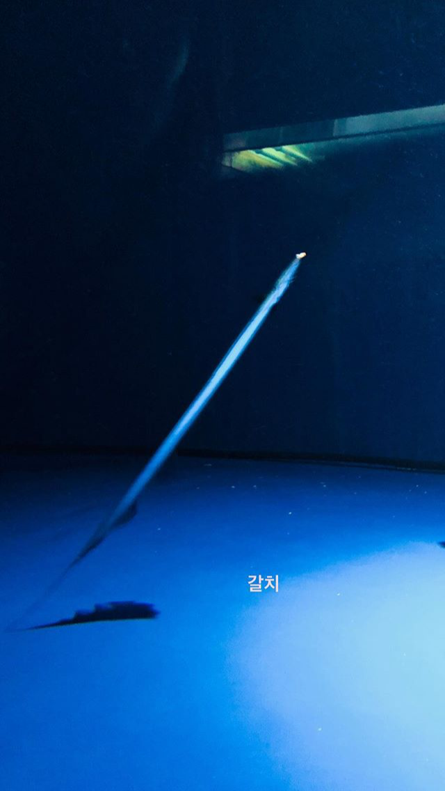 탱스타그램 (feat. 동물의 왕국) | 인스티즈