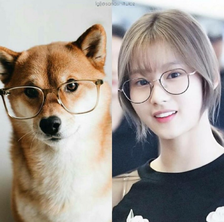 댕댕이닮은 사나 모음 | 인스티즈