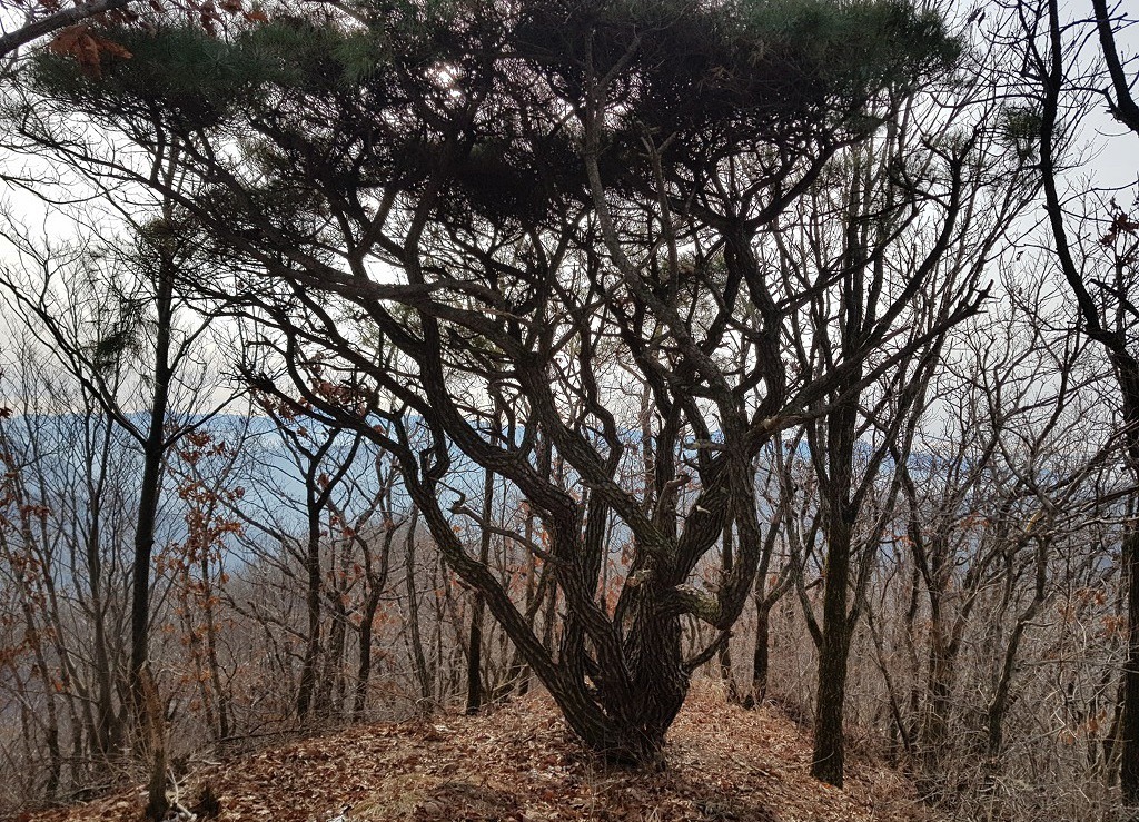 요천묘 이미지