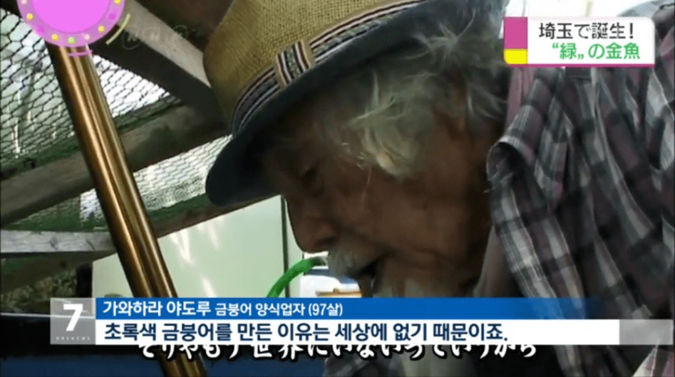 일본 금붕어 양식업자 녹색금붕어 만드는데 성공 | 인스티즈