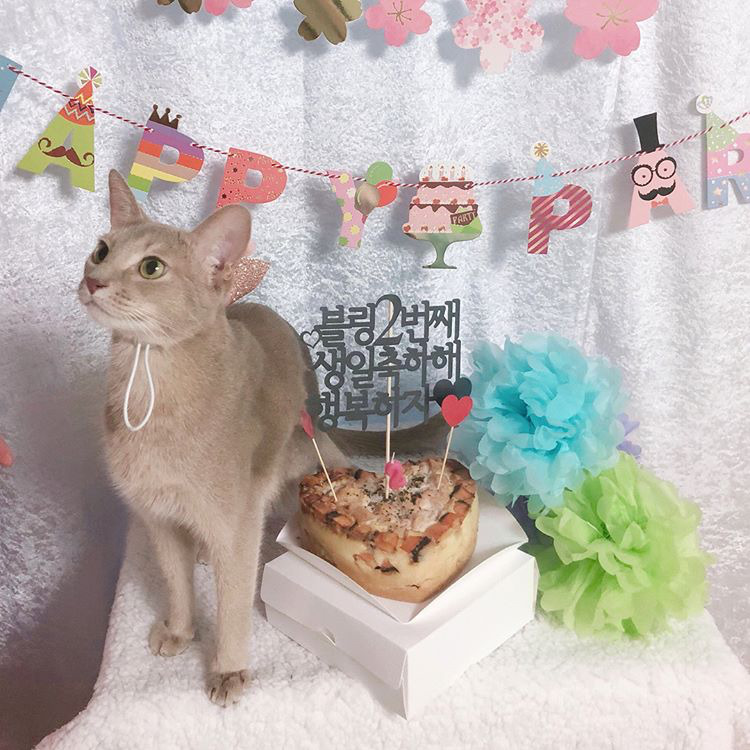오늘자 고양이 생일파티 해준 전효성 ㅋㅋㅋㅋㅋㅋㅋㅋㅋ | 인스티즈
