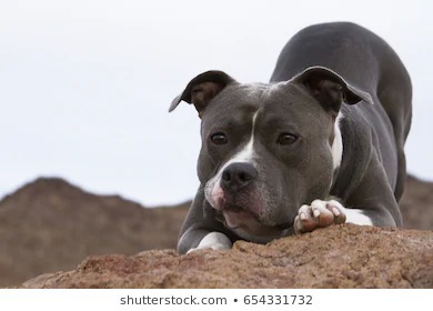 귀가 처진 댕댕이도 꼬리가 긴 댕댕이도 이렇게 사랑스러워요! (강아지 단이 단미에 대한 글) | 인스티즈