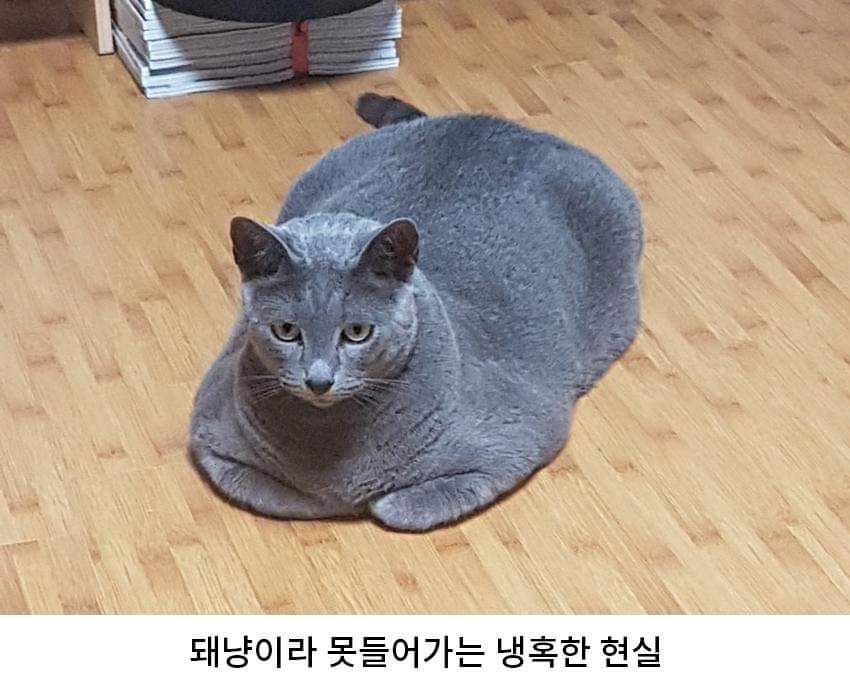 고양이집 이상과 현실 | 인스티즈